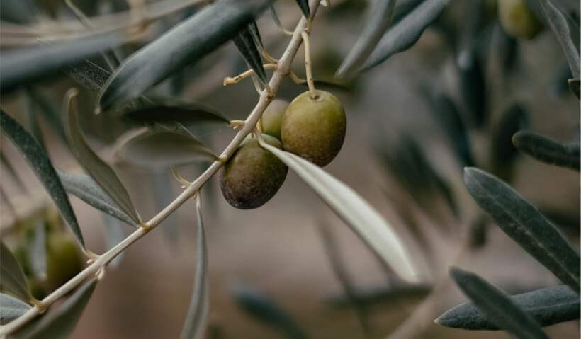 tour delle olive