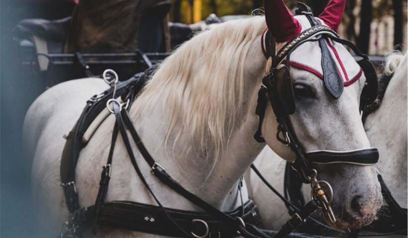 carrozza per cavalli